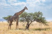 Join TravelScrappin on an 8-Day Wildlife Safari in Tanzania, March 2025